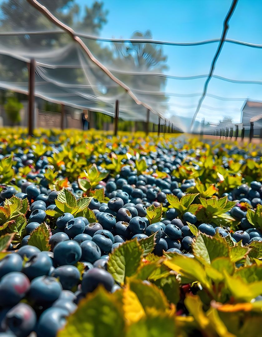 news bluberry
